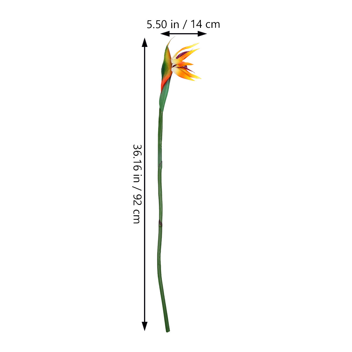 ดอกสเตรลิเซียเทียม ดอกไม้ประดิ - Bird Paradise Strelitzia บทวิจารณ์และราคา